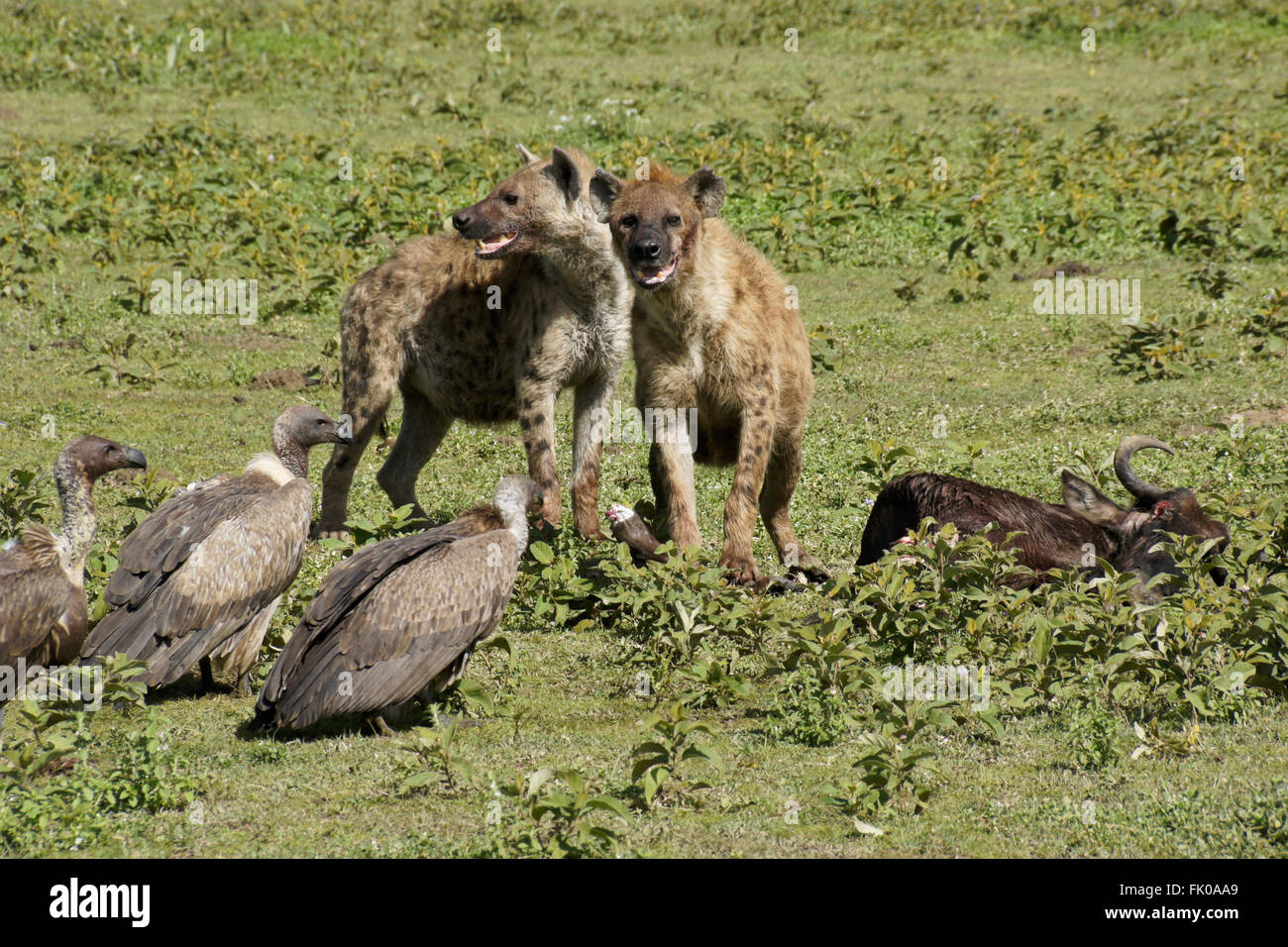 Spotted hyenas and white-backed vultures at wildebeest kill, Ngorongoro Conservation Area (Ndutu), Tanzania Stock Photo