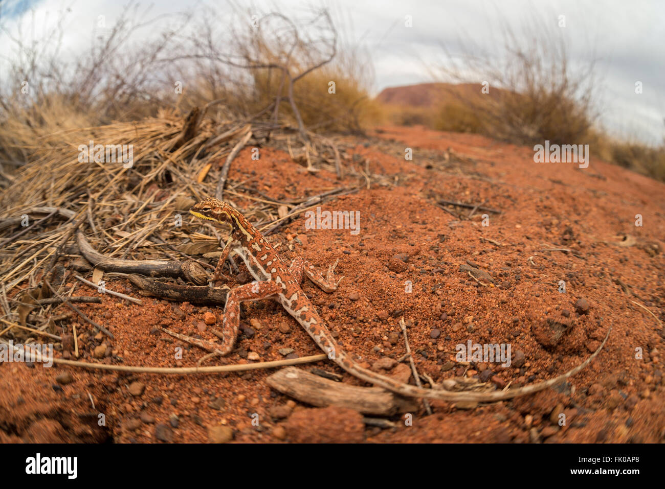 Military Dragon (Ctenophorus isolepis gularis) in Outback Uluru Stock Photo