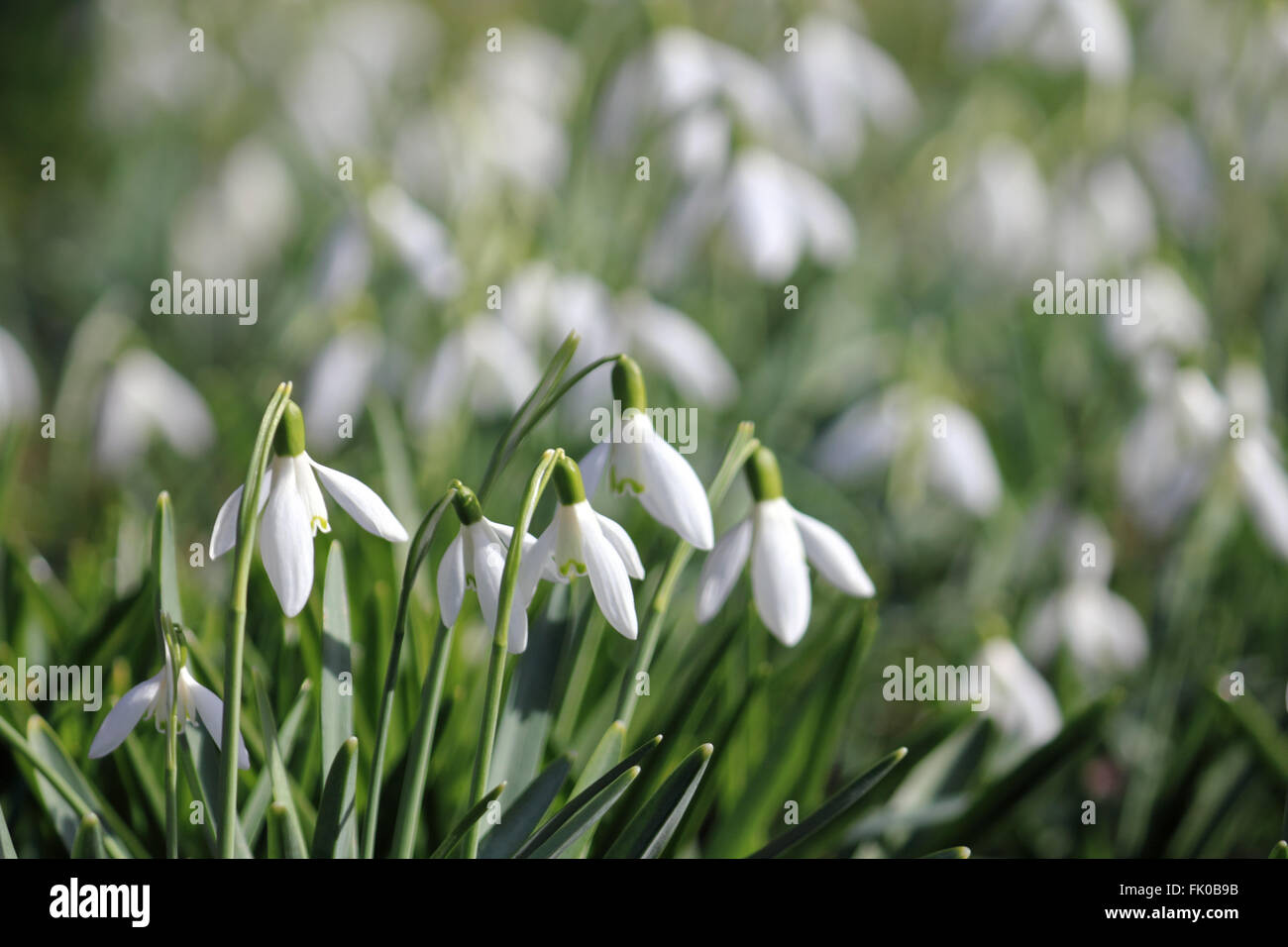 Nymans Garden near Crawley, West Sussex, UK. 4th March 2016. It was a sunny spring day in South East England and at Nymans Garden in Sussex the snowdrops are in full bloom. Credit:  Julia Gavin UK/Alamy Live News Stock Photo