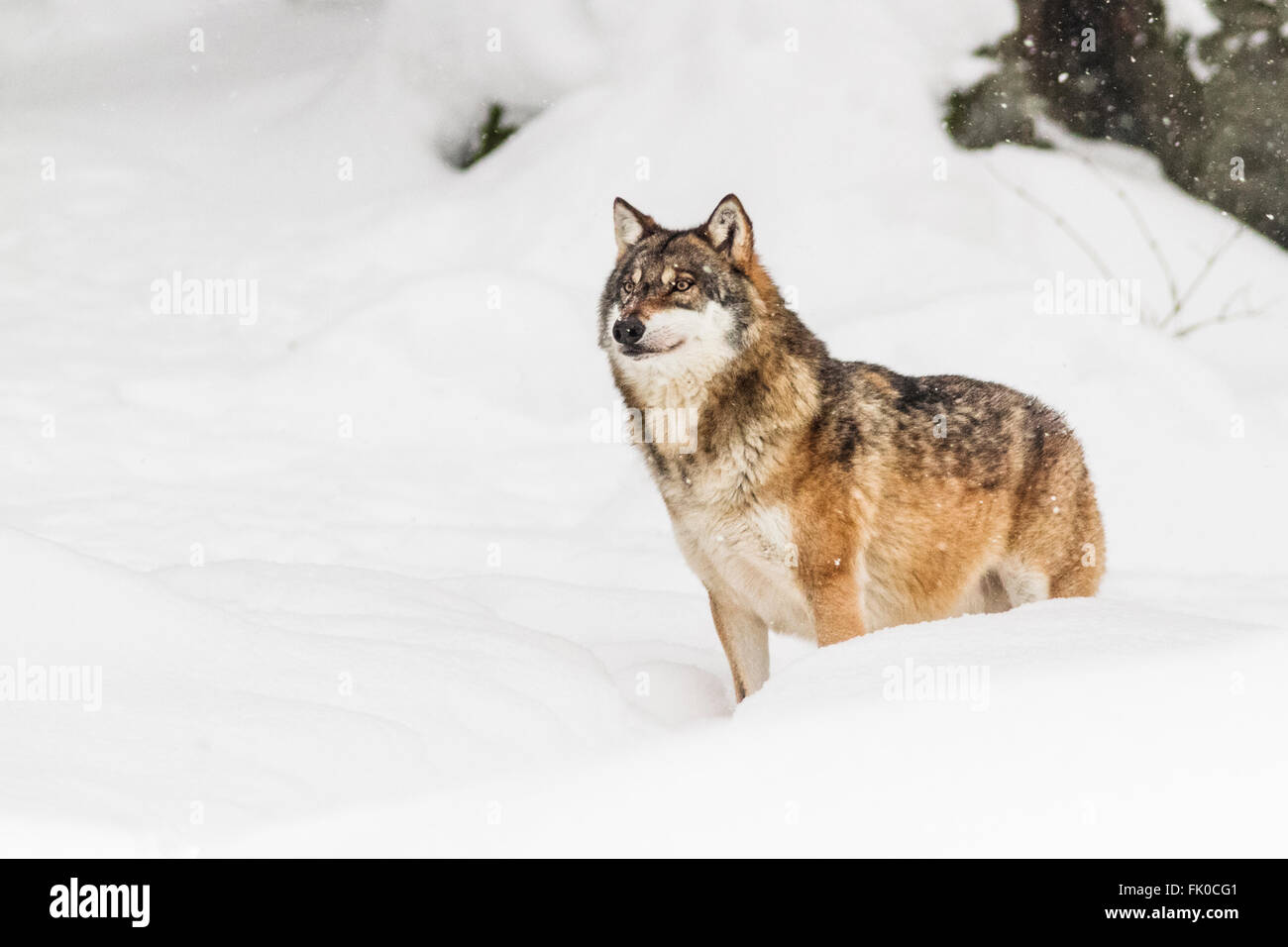 Frightened and wounded European grey wolf (Canis lupus lupus)in the snow, in Germany national park, bavarian forest in Europe Stock Photo