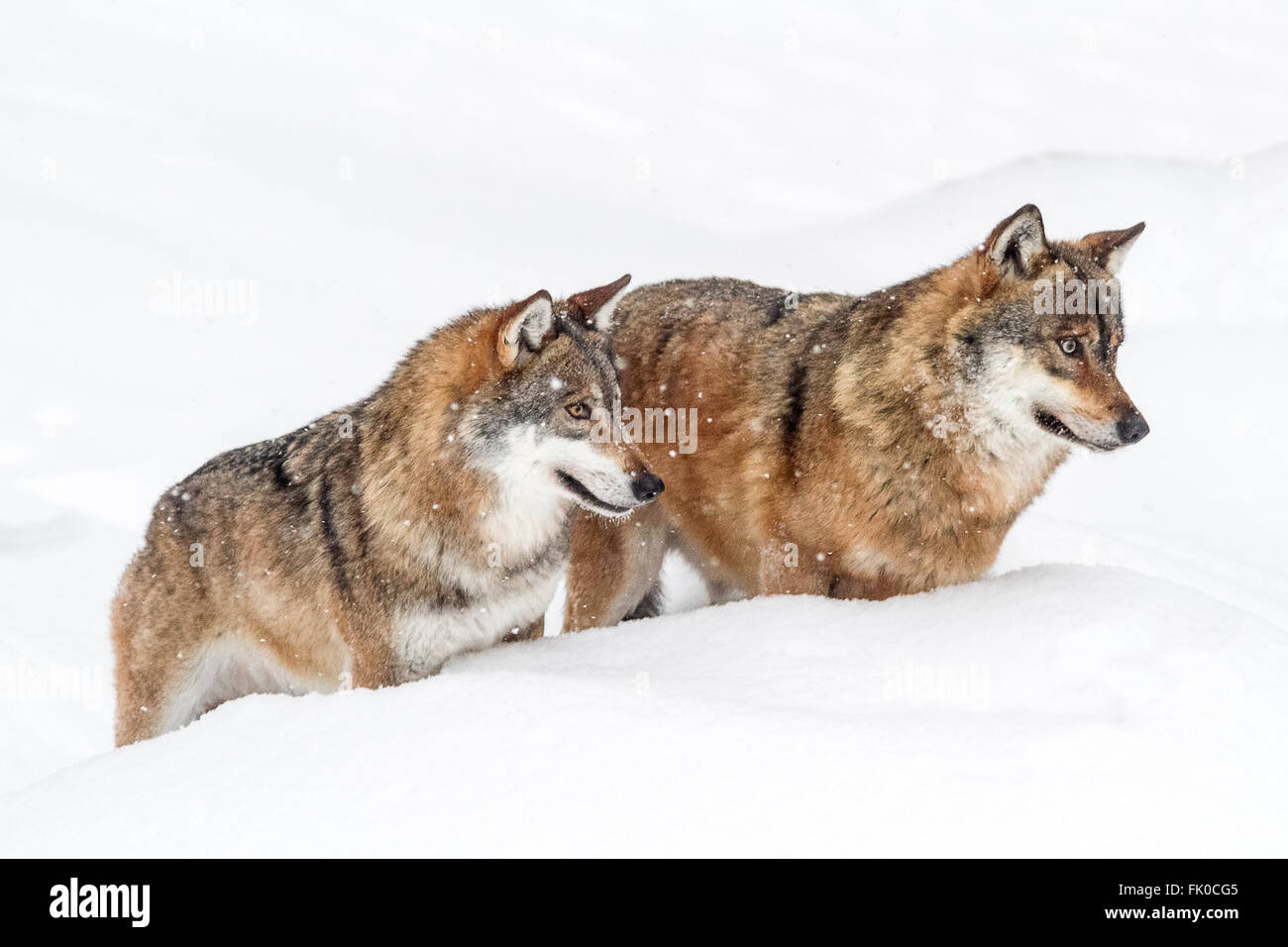 Two european grey wolves (canis lupus lupus) standing in the snow, in Bavarian forest at Germany national park  Europe Stock Photo
