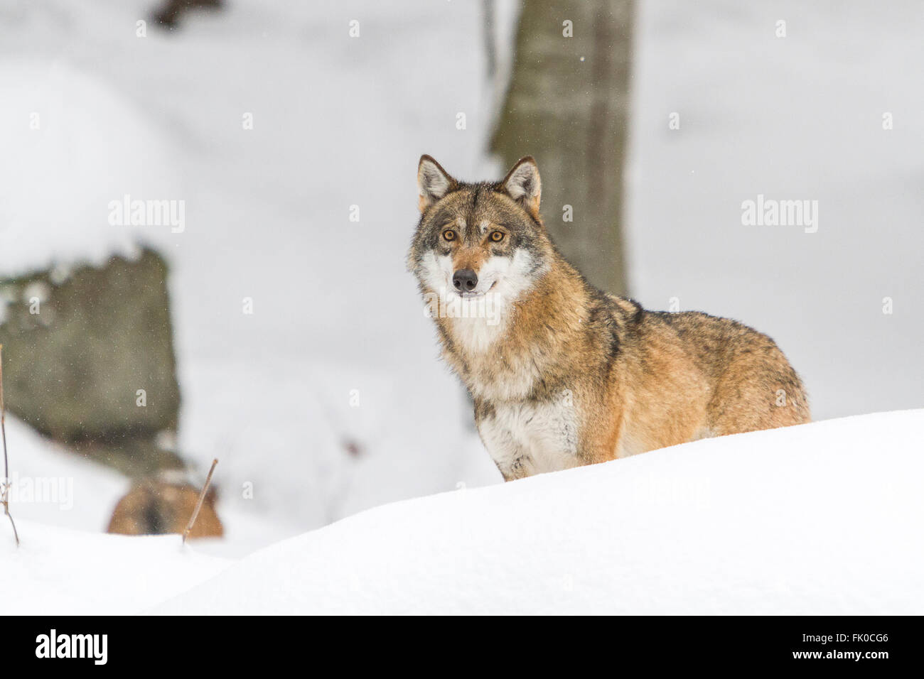 Frightened and wounded European grey wolf (Canis lupus lupus)in the snow, in Germany national park, bavarian forest in Europe Stock Photo