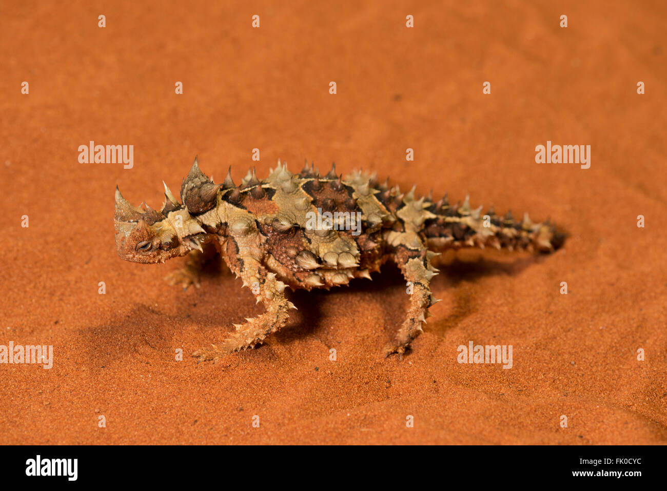 Thorny dragon or thorny devils in captivity at Alice Springs Desert Park.  The thorny dragon or thorny devil (Moloch horridus) i Stock Photo