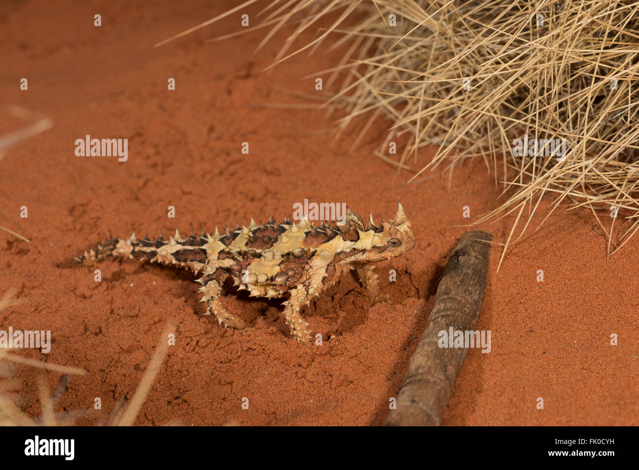 Thorny dragon or thorny devils in captivity at Alice Springs Desert Park.  The thorny dragon or thorny devil (Moloch horridus) i Stock Photo