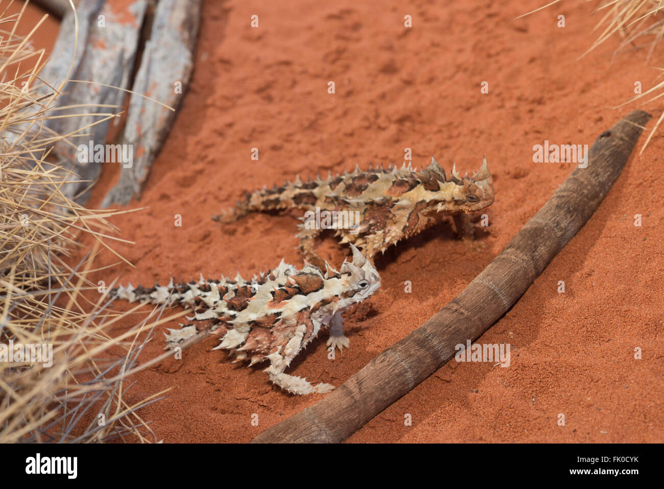 Thorny dragon or thorny devils in captivity at Alice Springs Desert Park. The thorny dragon or