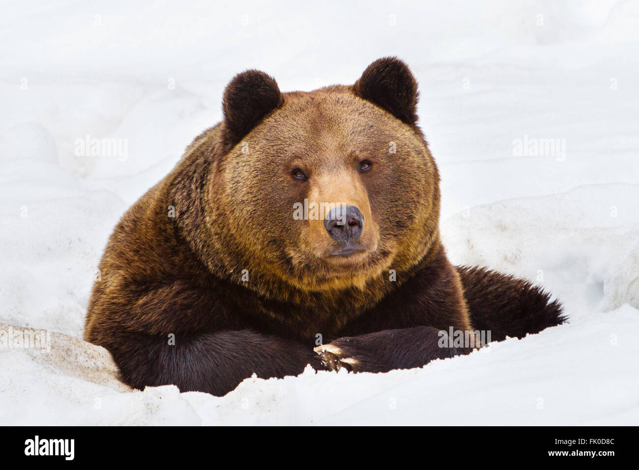 Eurasian brown bear (Ursus arctos arctos) resting in the snow in winter time Stock Photo