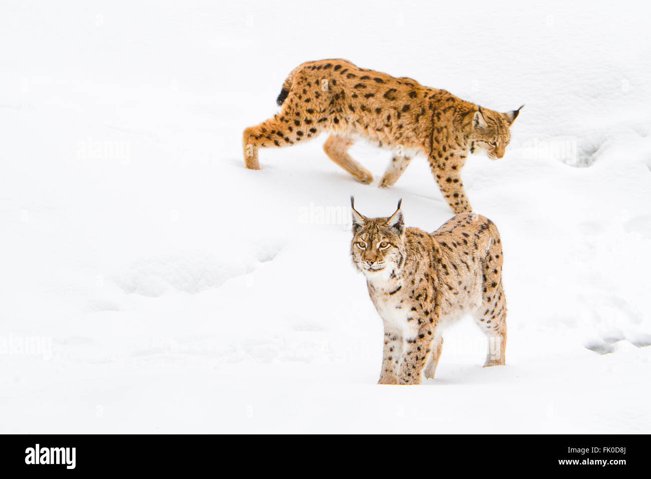 Eurasian lynx (Lynx lynx), two lynxs walking in the snow, Bavarian forest , Bavaria, Germany Stock Photo