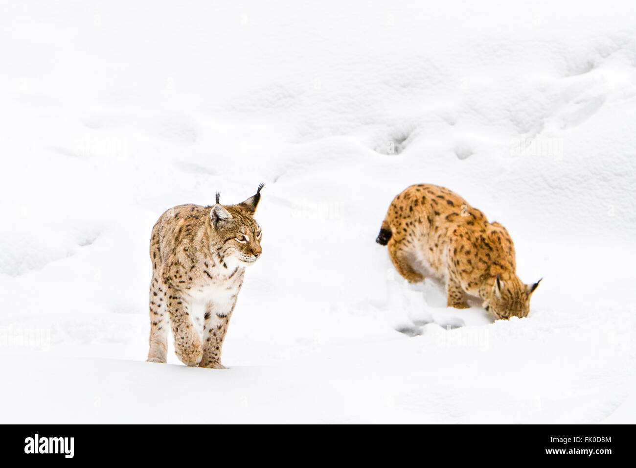Eurasian lynx (Lynx lynx), two lynxs walking in snow Bavarian forest , Bavaria, Germany Stock Photo