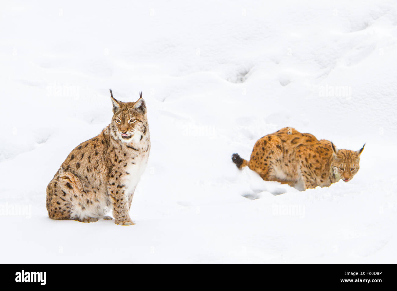 Eurasian lynx (Lynx lynx), two lynxs standing in snow, Bavarian forest , Bavaria, Germany Stock Photo
