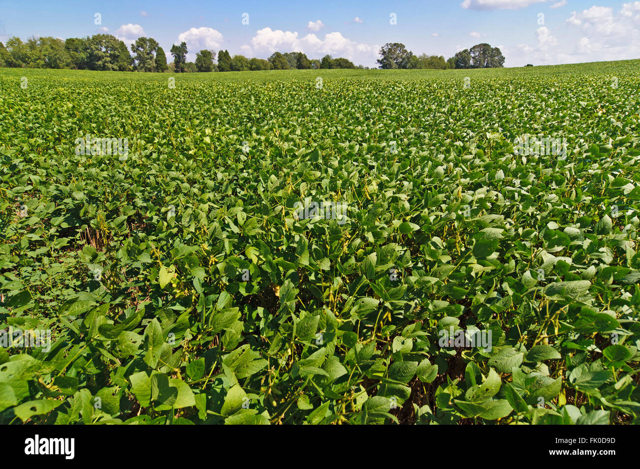 Field of Soybeans At Harvest Time Stock Photo Alamy