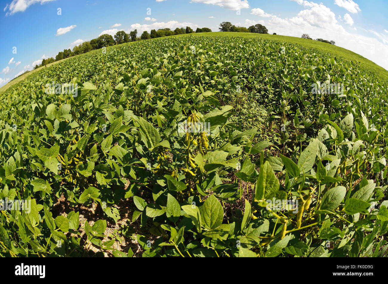 Field Of Soybeans Ready For Harvest Stock Photo - Alamy