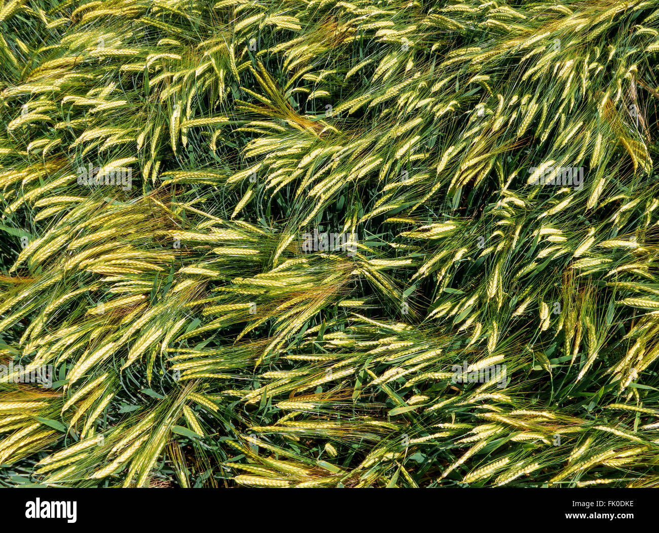Green ears of barley in a field, taken from above in close-up Stock Photo