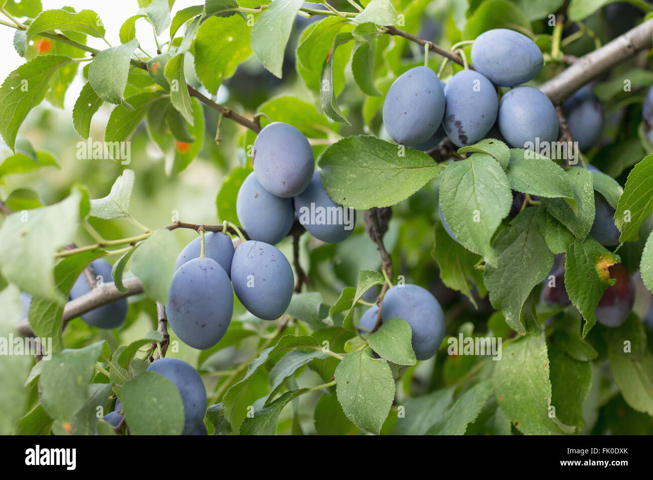 Plums growing on branch Stock Photo Alamy