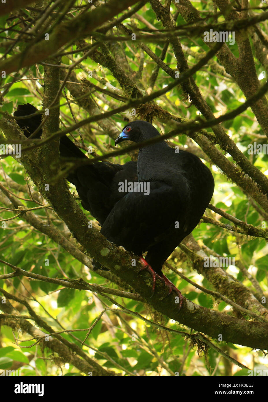 Black Guan with a bright blue bill in a tree in Arenal, Costa Rica Stock Photo
