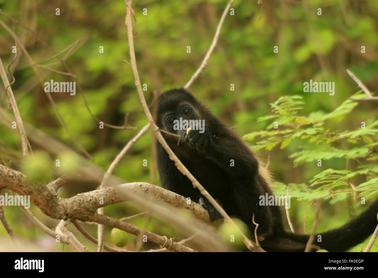 Young black mantled howler monkey (Alouatta Palliata) playing in the trees after eating in Guanacaste, Costa Rica Stock Photo