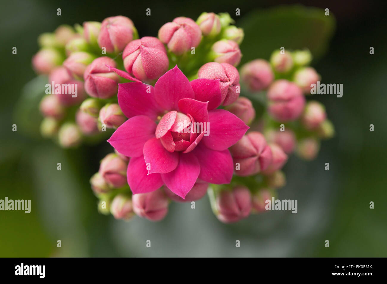 Kalanchoe Calandiva pink flowers, close up Stock Photo