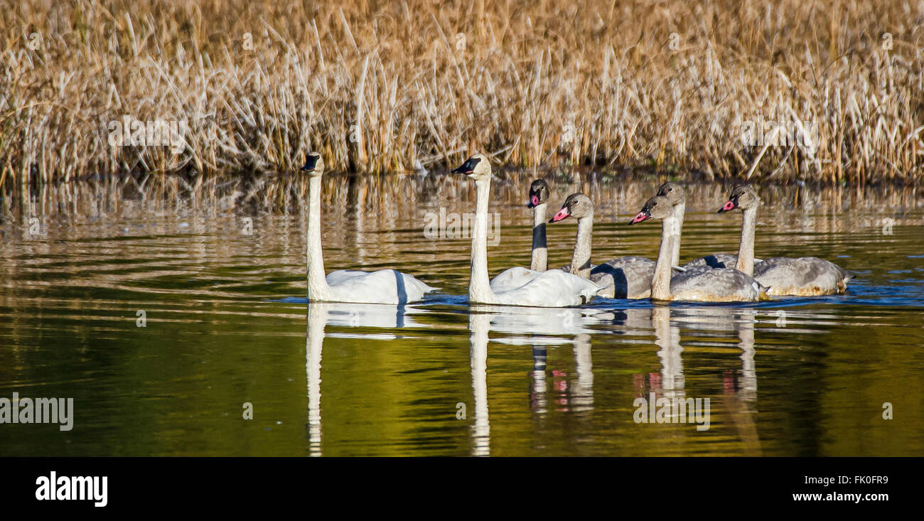 A family of swans Stock Photo