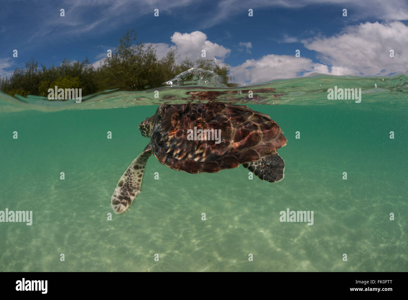 Hawksbill turtle (Eretmochelys imbricata) split level in the shallows of an island Stock Photo