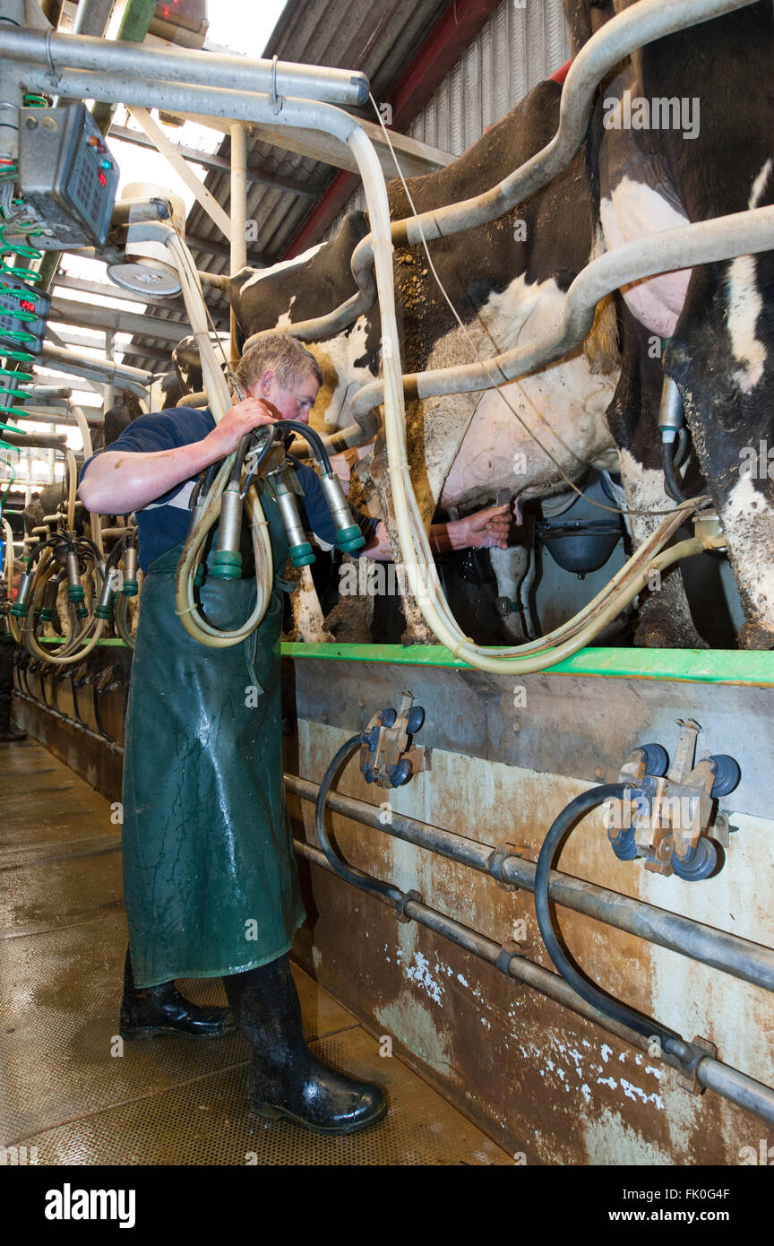 Farmer putting milking units on a dairy cow in a milking parlour