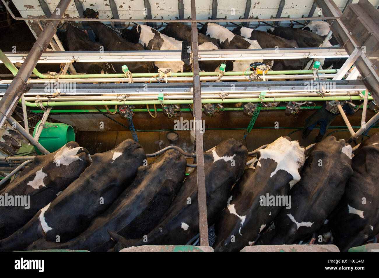 Milking cattle in in a herringbone parlour system, seen from above