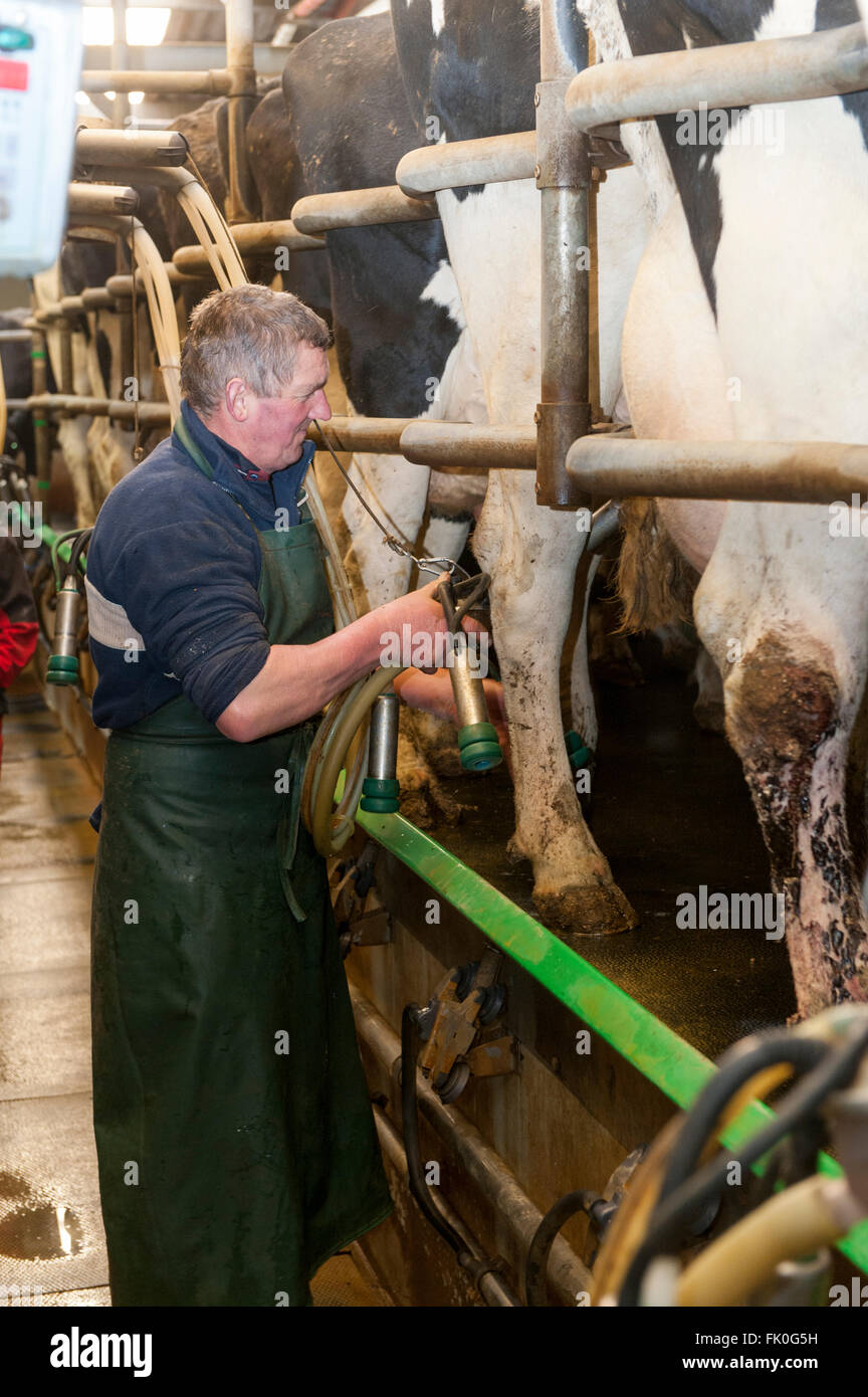 Farmer putting milking units on a dairy cow in a milking parlour