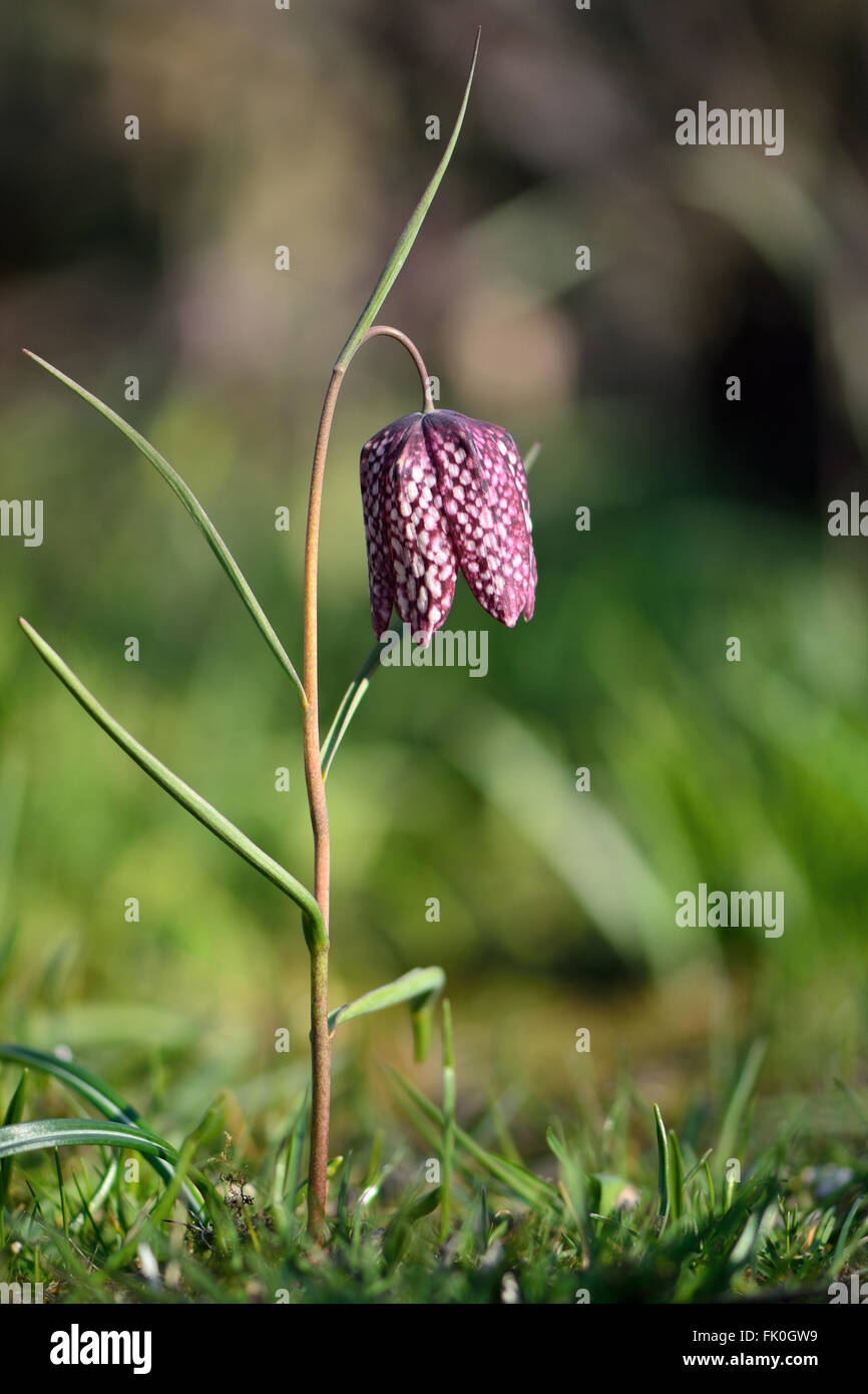 Snake's head fritillary (Fritillaria meleagris). A beautiful spring flower of a plant in the flower Liliaceae, flowering Stock Photo