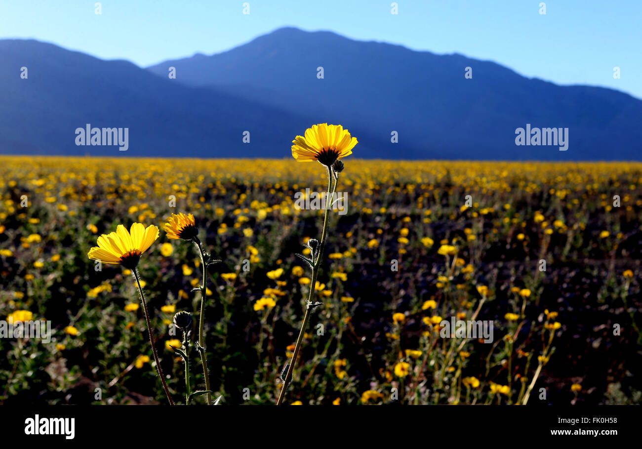 Death valley wildflowers hi-res stock photography and images - Alamy