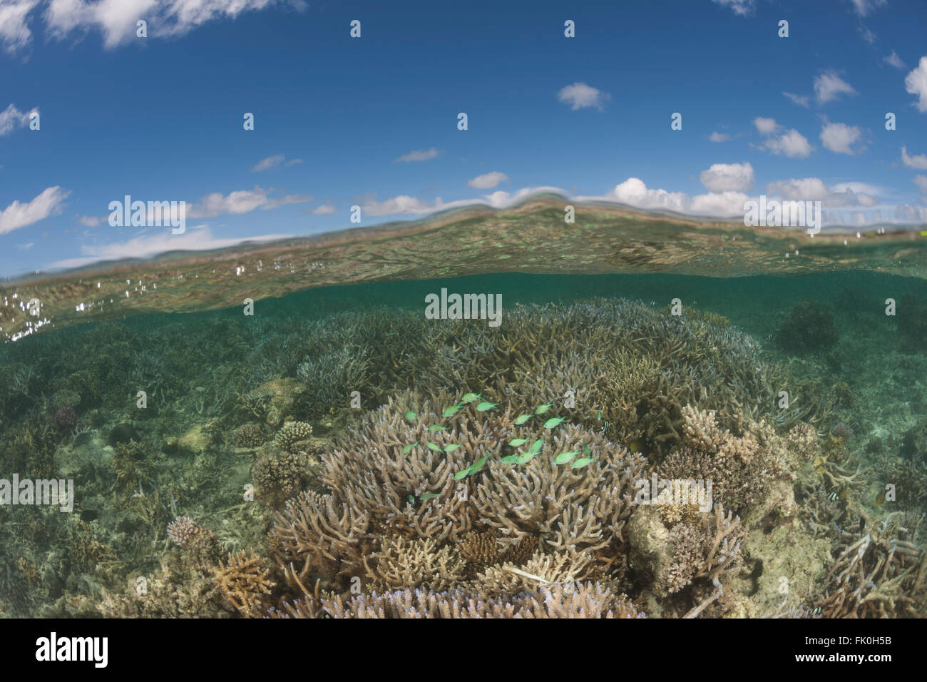 Healthy coral reefs with abundant marine life in tambo or marine protected areas - split level. Stock Photo