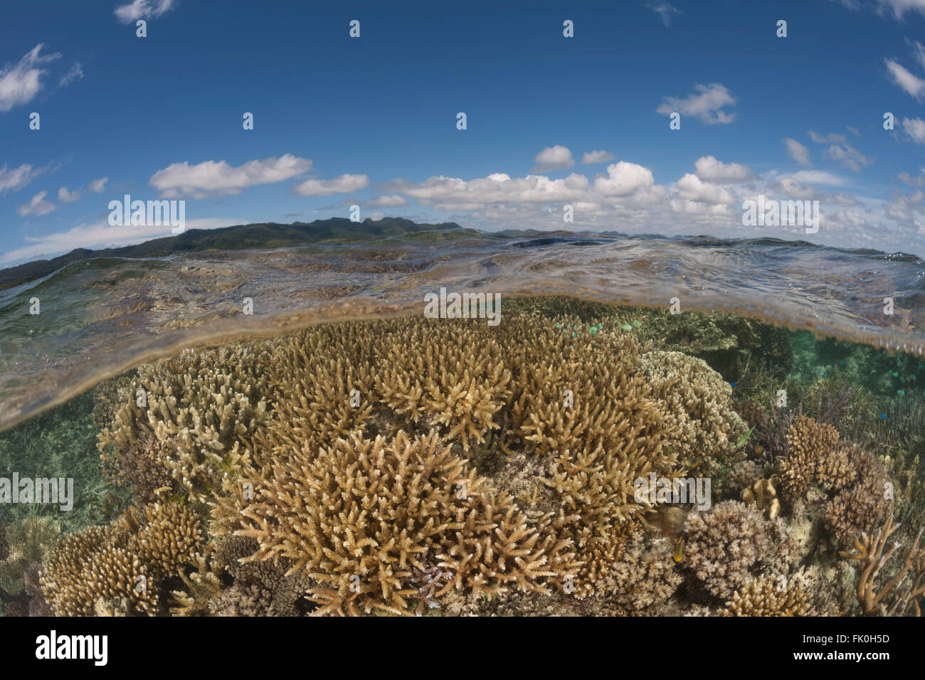Healthy coral reefs with abundant marine life in tambo or marine protected areas - split level. Stock Photo