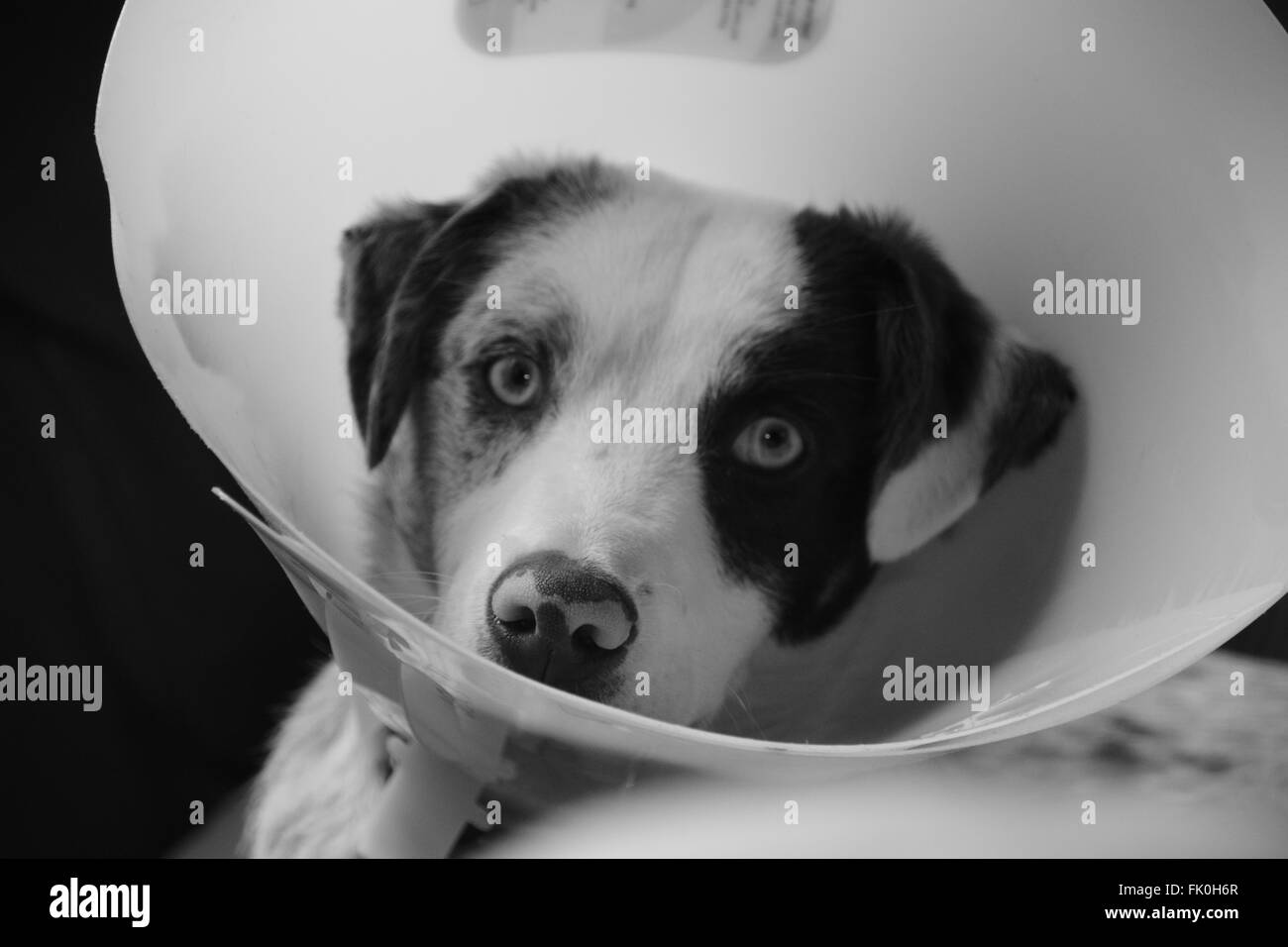 Dog wearing cone looking at camera Stock Photo Alamy