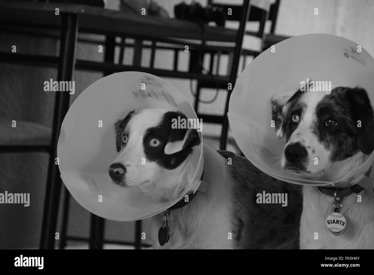 Two dogs wearing cones Stock Photo