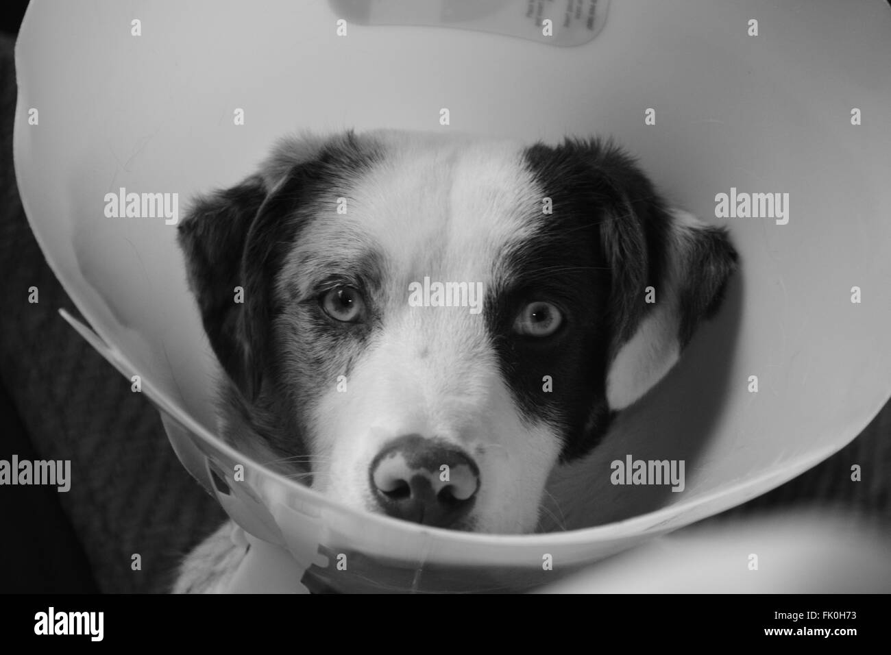 Dog wearing cone looking into camera Stock Photo