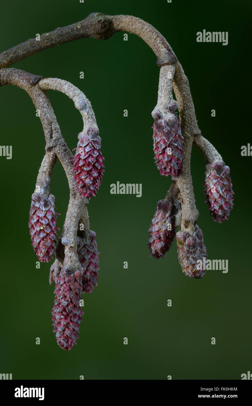 Female alder flowers Stock Photo