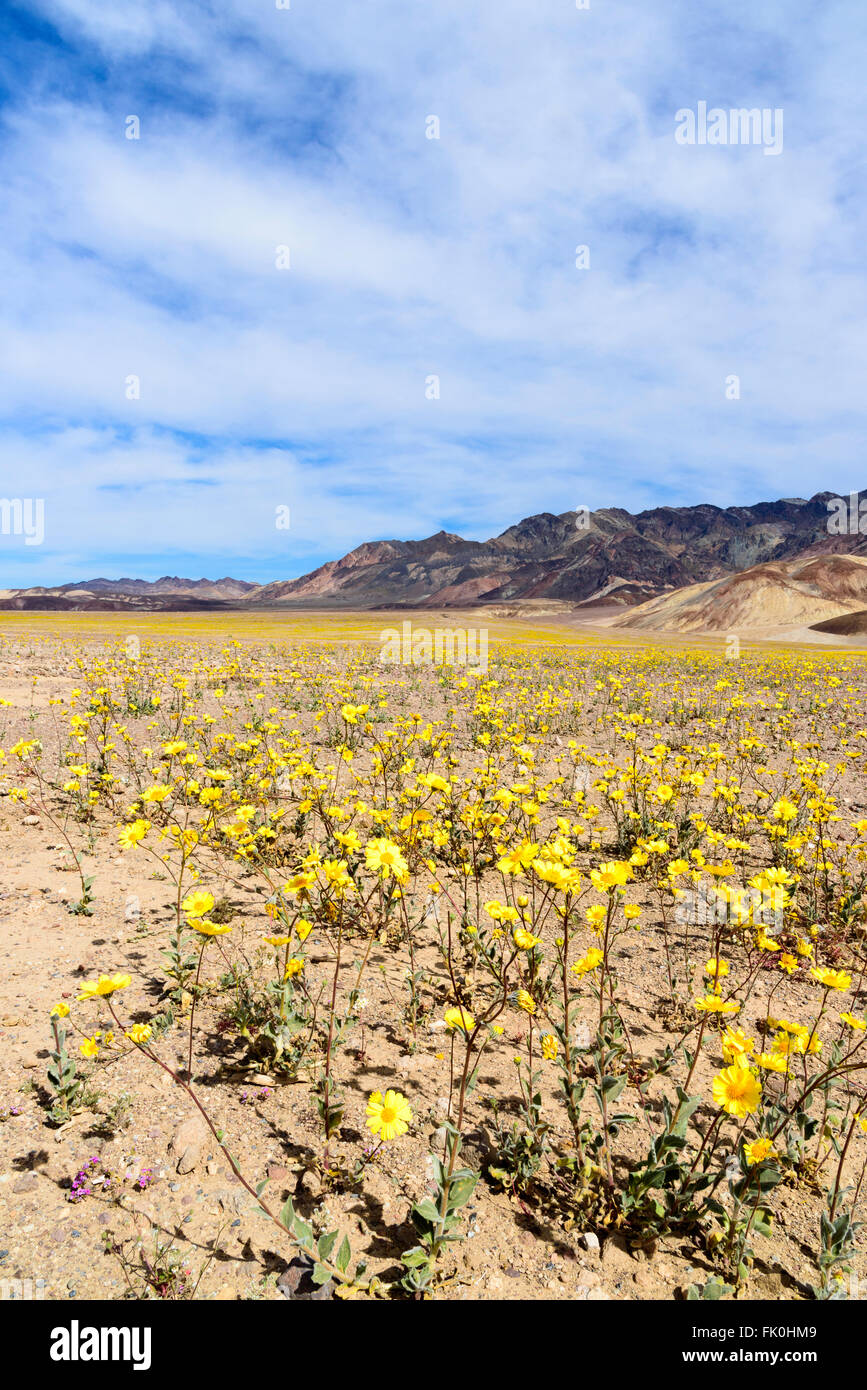 Super bloom, Death Valley wildflowers. Desert valley yellow wildflowers with chocolate hills in background under cloudy blue sky Stock Photo