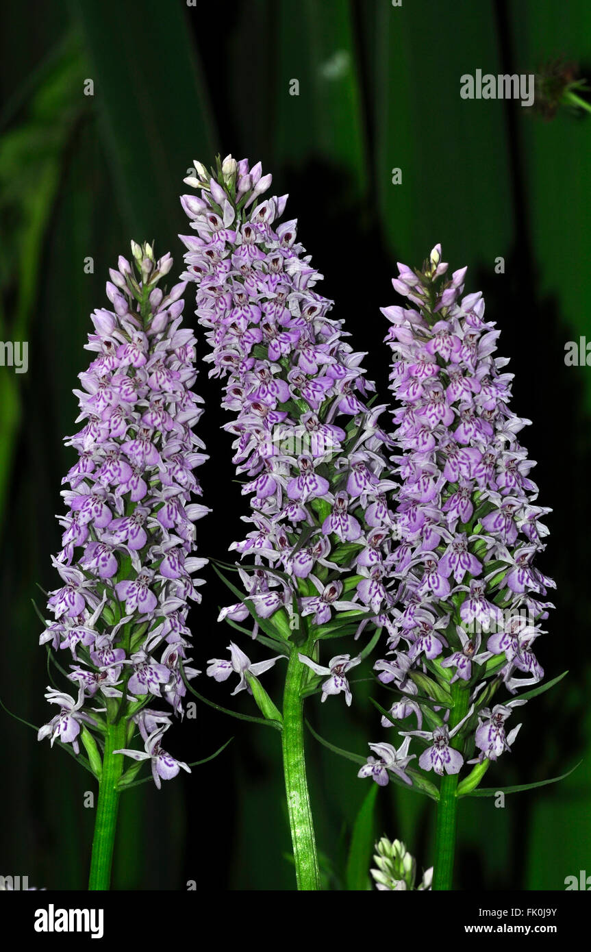 Common spotted orchids in bloom. Dorset, UK June 2015 Stock Photo