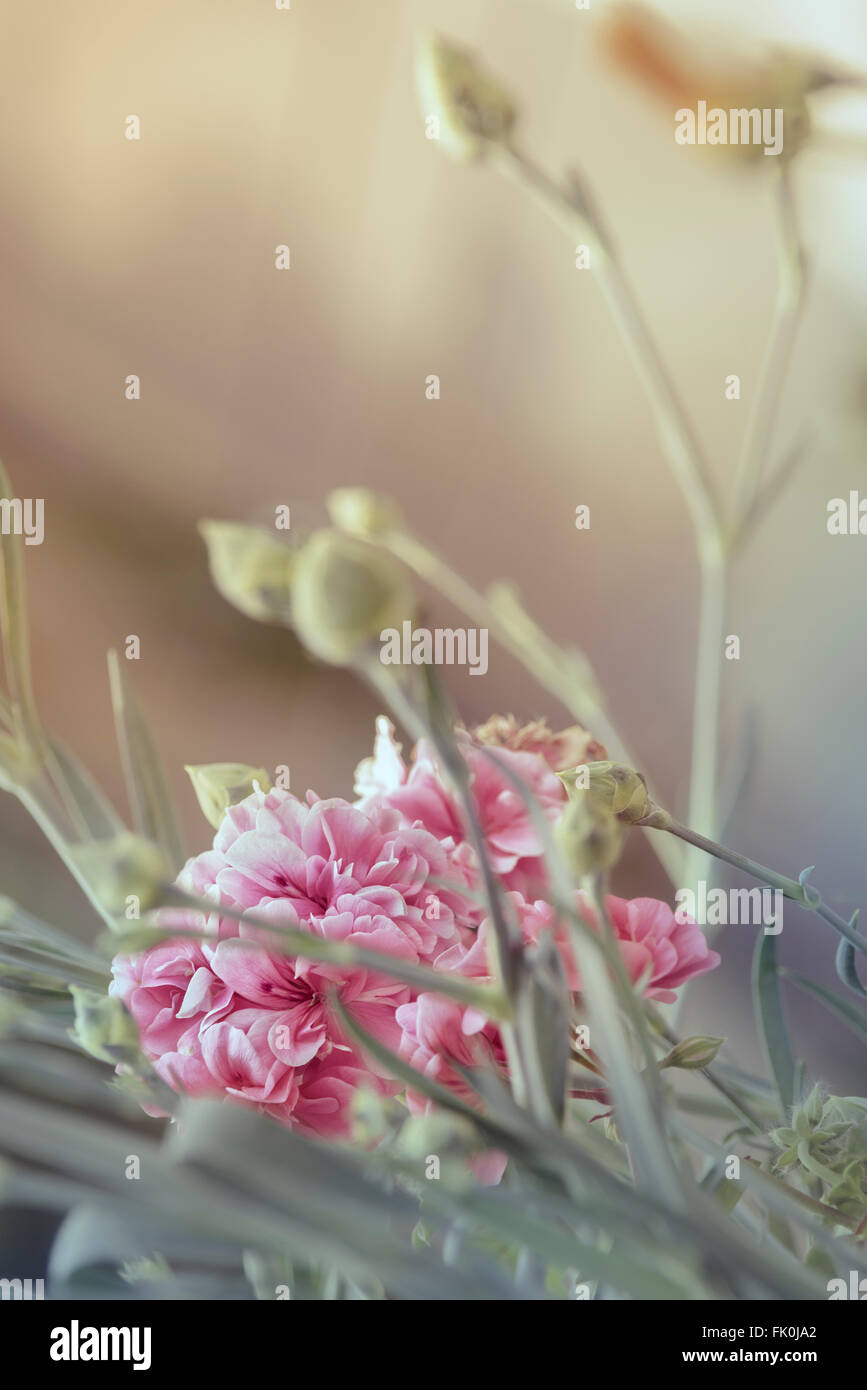 Pink carnations in full bloom Stock Photo - Alamy