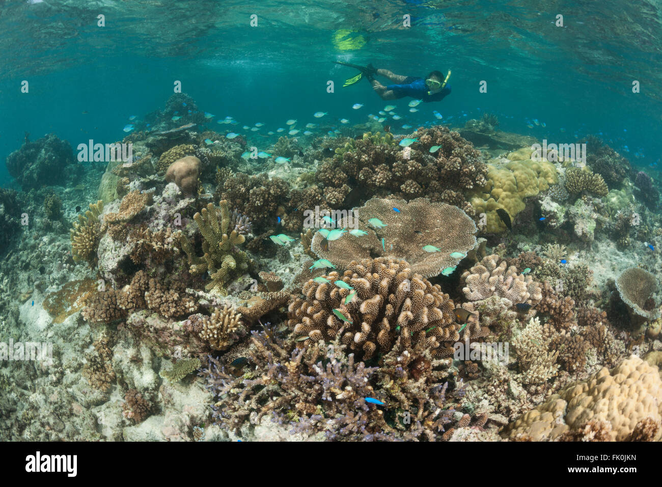 Snorkeler swimming the beautiful shallow coral reefs in the marine