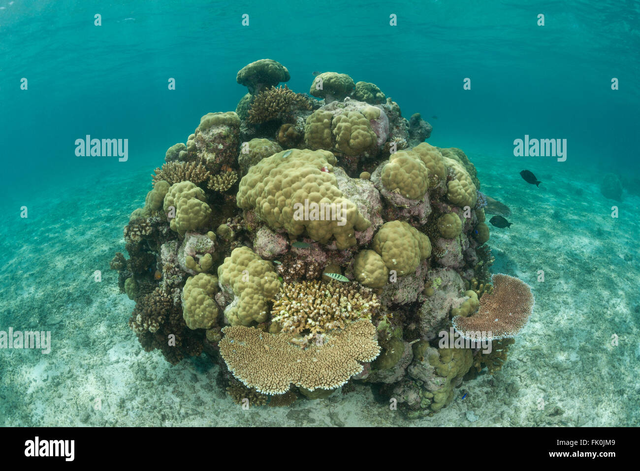 Beautiful shallow coral reefs in the marine protected area near Kia Island. Stock Photo