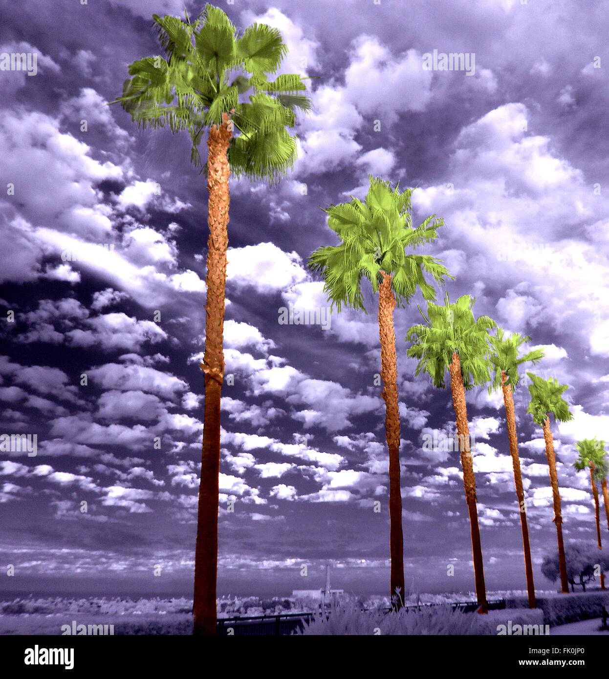 Palm trees  on the California cost, high contrast black & white sky with green and brown palm trees in foreground. Stock Photo