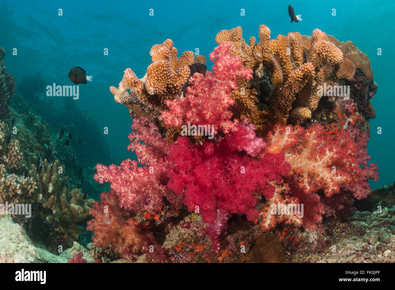 Soft coral garden, a charming dive site of the Great Sea Reef's marine protected area. Stock Photo