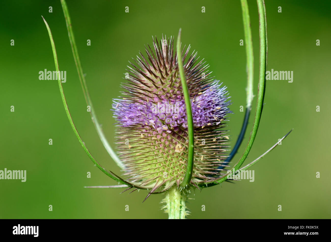 teasel dipsacus fullonum Stock Photo