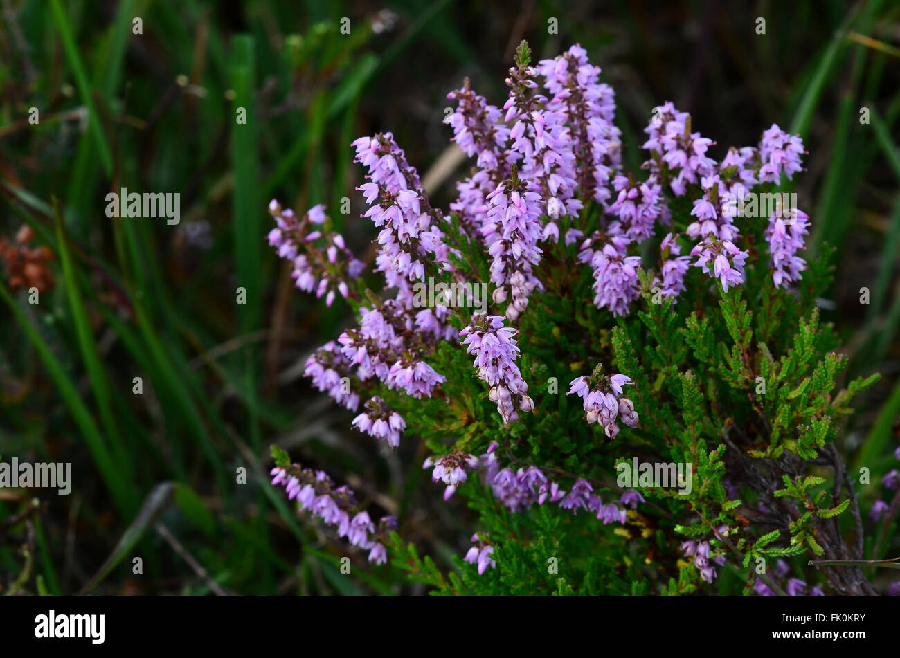 Ling or common heather Stock Photo