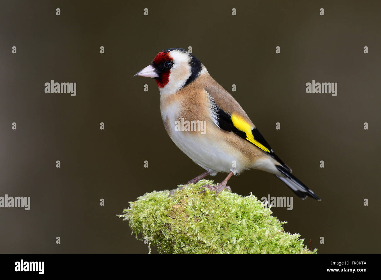 goldfinch carduelis carduelis Stock Photo