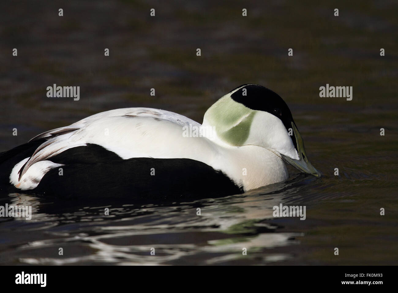 Eider Duck (Somateria mollissima) Stock Photo