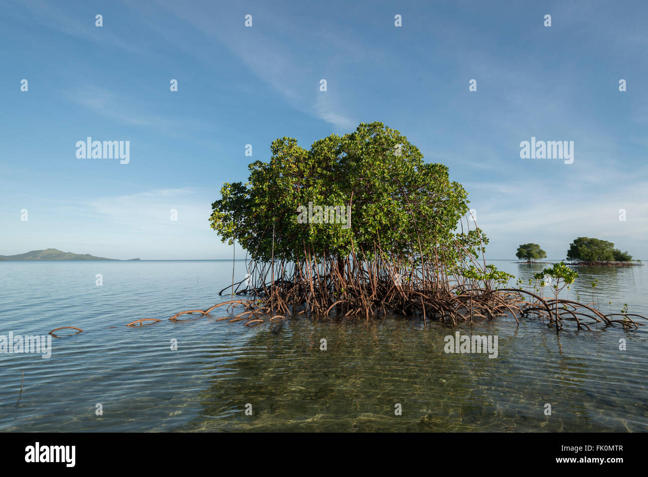 Mangroves from Nukubati Island Resort. Stock Photo