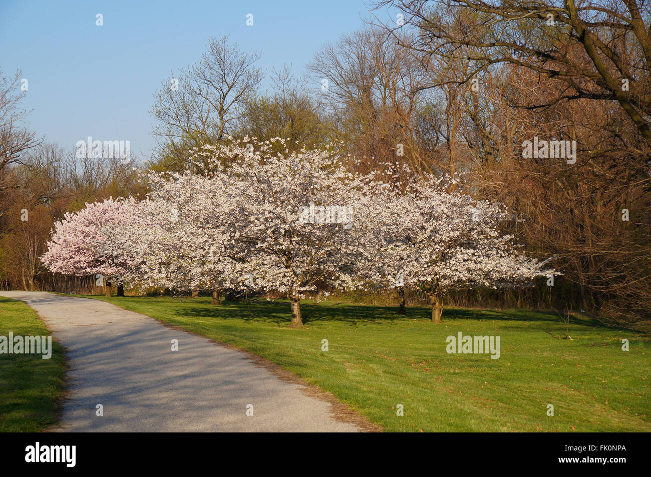 Landscape cherry blossom trees hi-res stock photography and images - Alamy