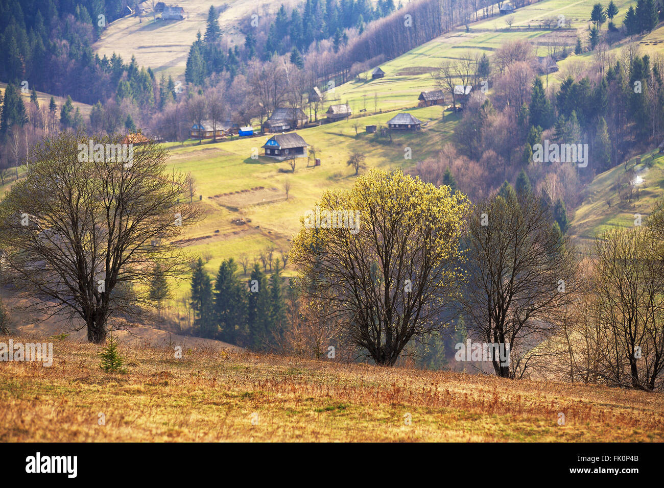 Blooming tree. Sunny spring day in carpathian mountain village Stock Photo