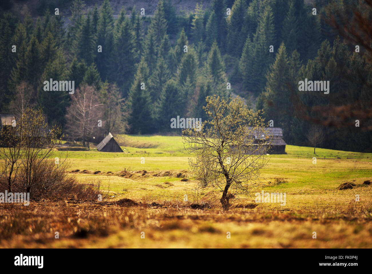 Blooming tree. Sunny spring day in carpathian mountain village Stock Photo