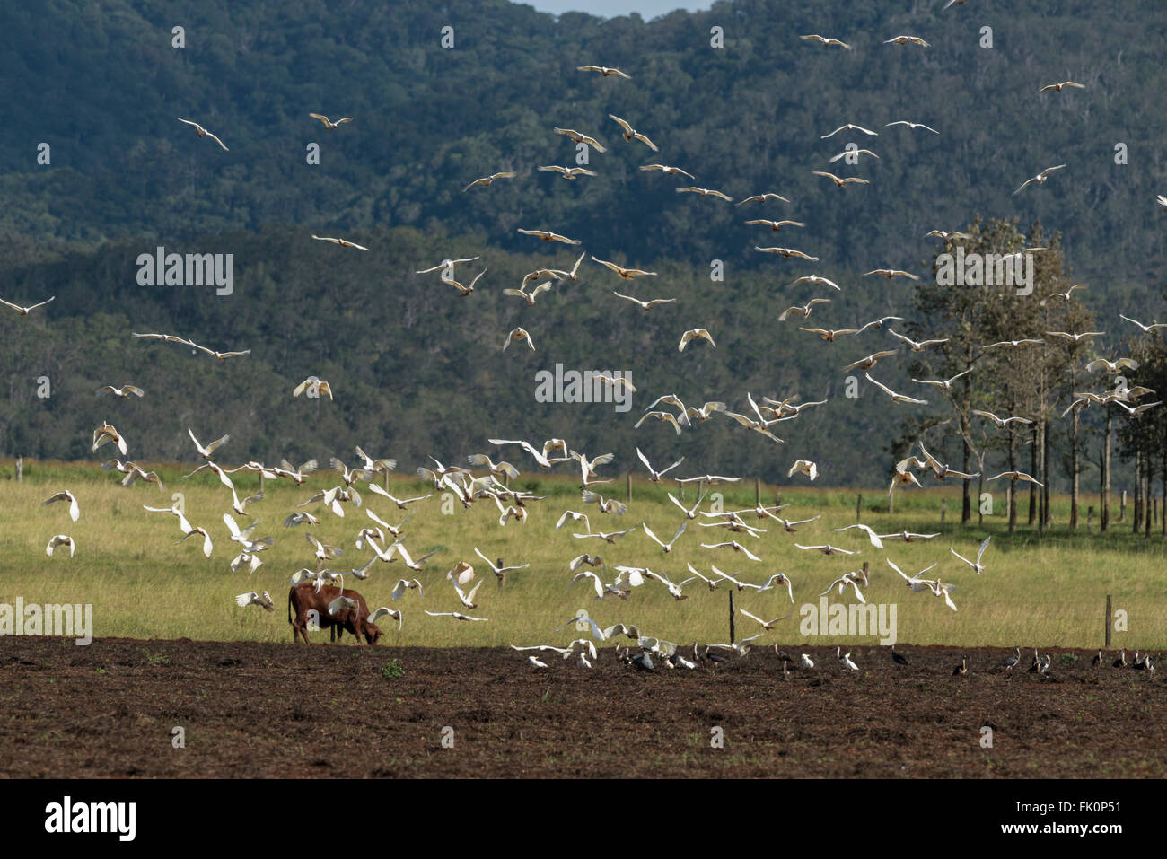 Huge flock of Sulphur-crested Cockatoo eating / digging peanuts from the newly ploughed fields with a cow in the field. The Sulp Stock Photo