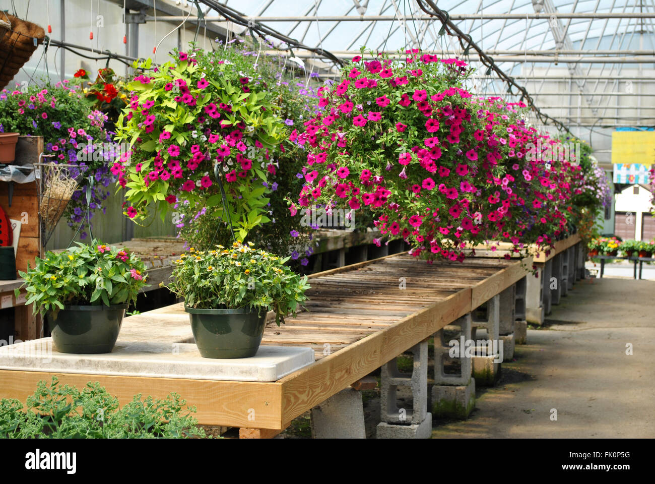 Hanging Greenhouse PLants Stock Photo Alamy